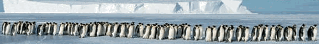 PINGUS.GIF