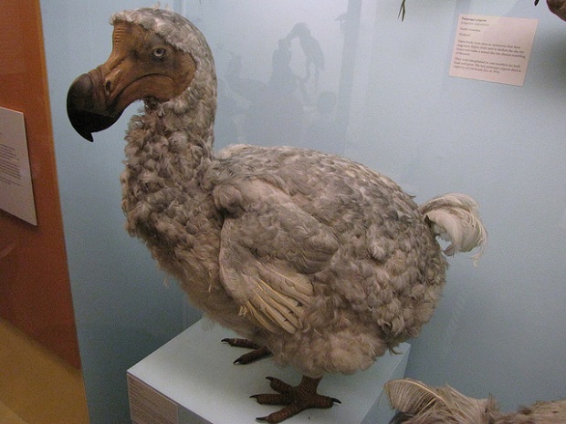 dodo-vogel.jpg