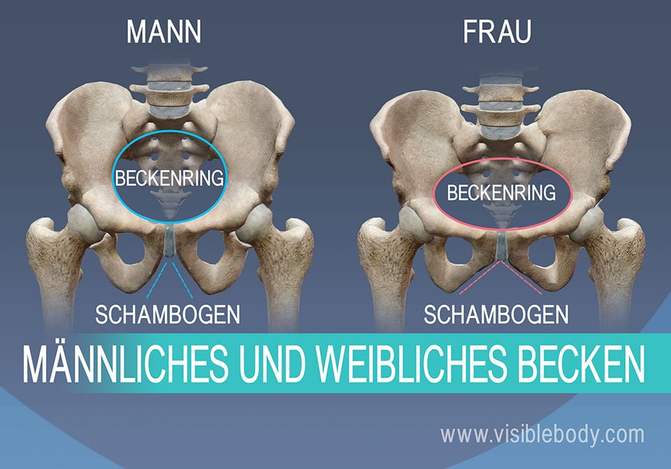 5D-M%C3%A4nnliches-und-weibliches-Becken-DE.jpg